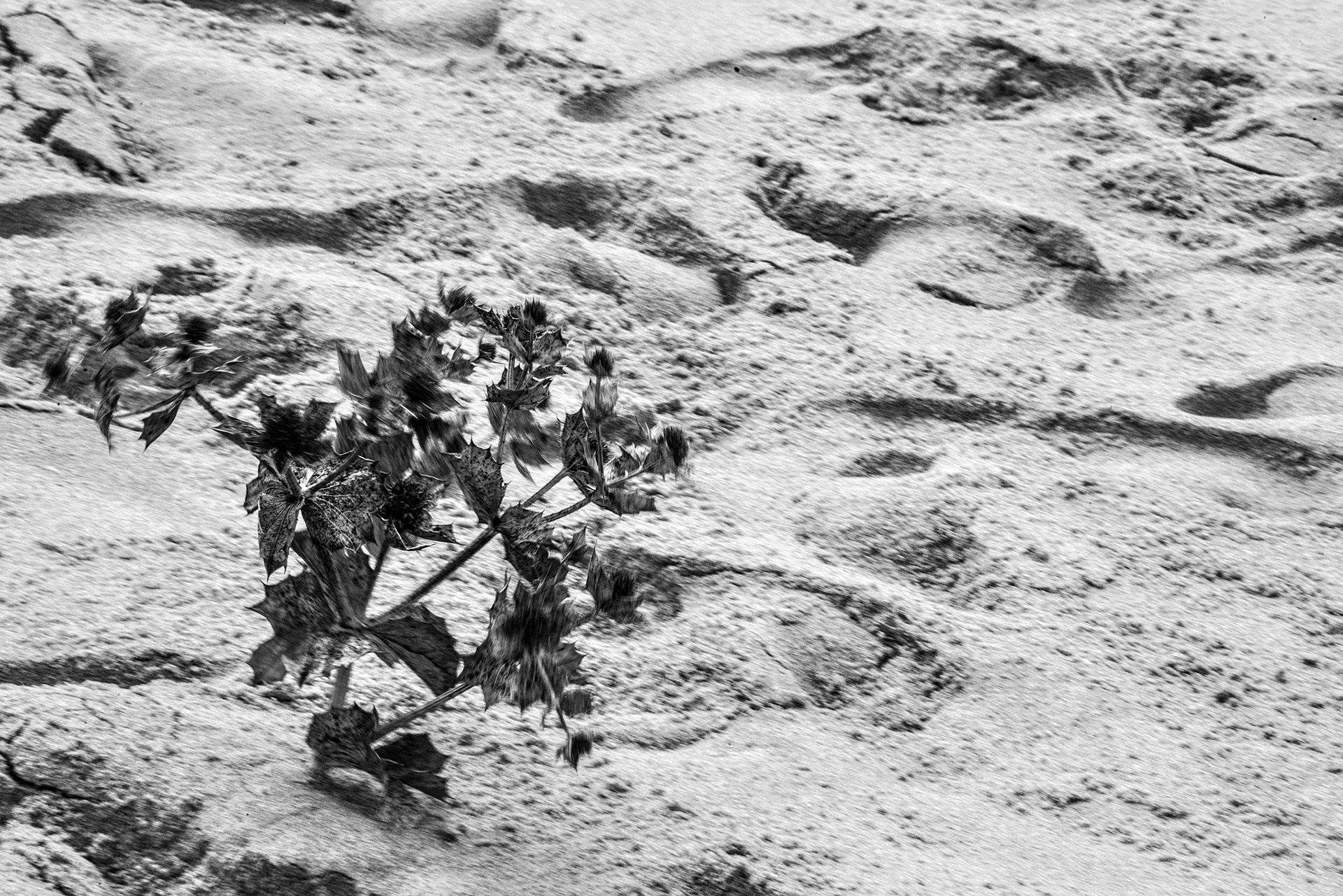 Fernandinho, Birnenernte im Gewann Freiria Fernandinho, Birnenernte im Gewann Freiria