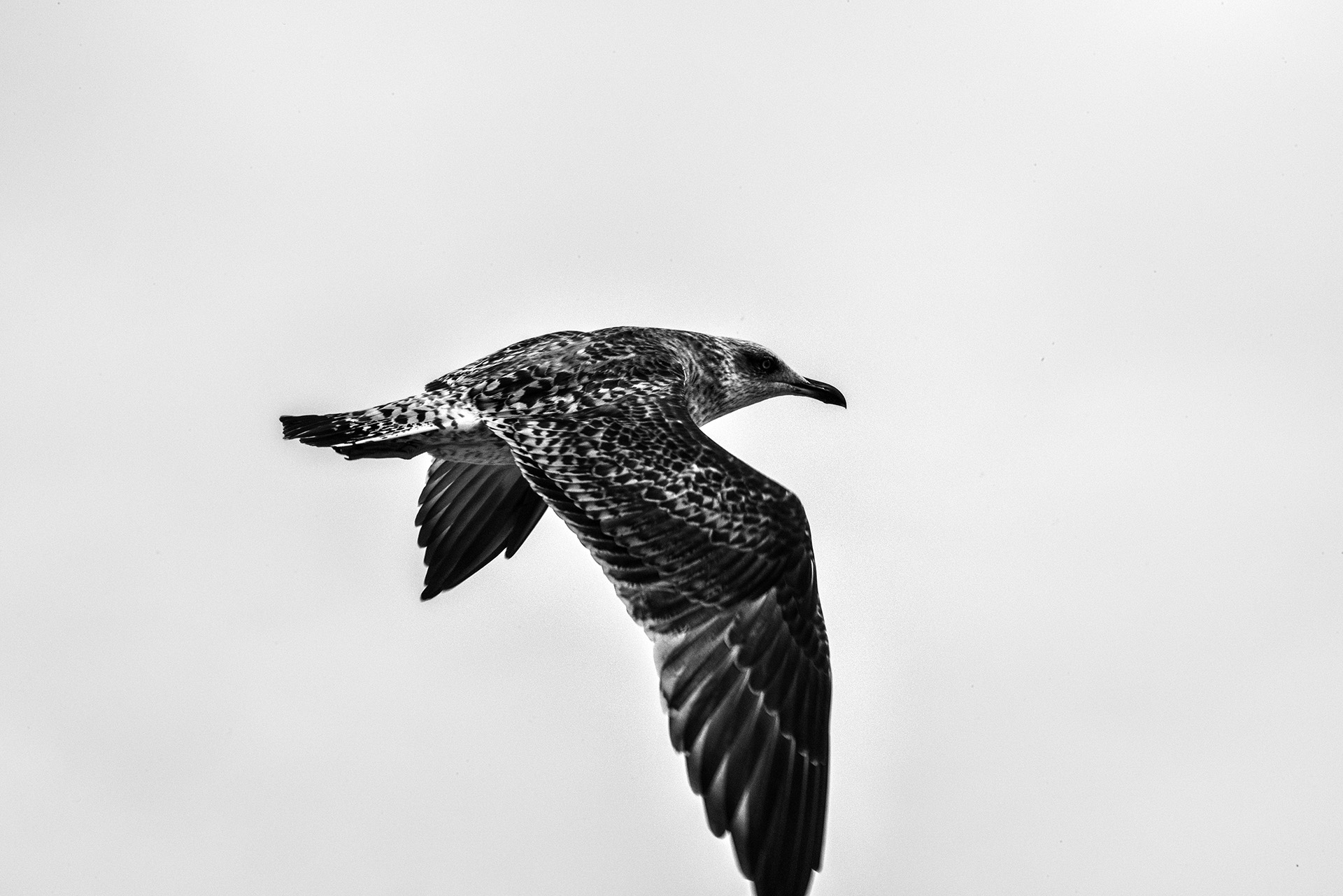 Fernandinho, Birnenernte im Gewann Freiria Fernandinho, Birnenernte im Gewann Freiria