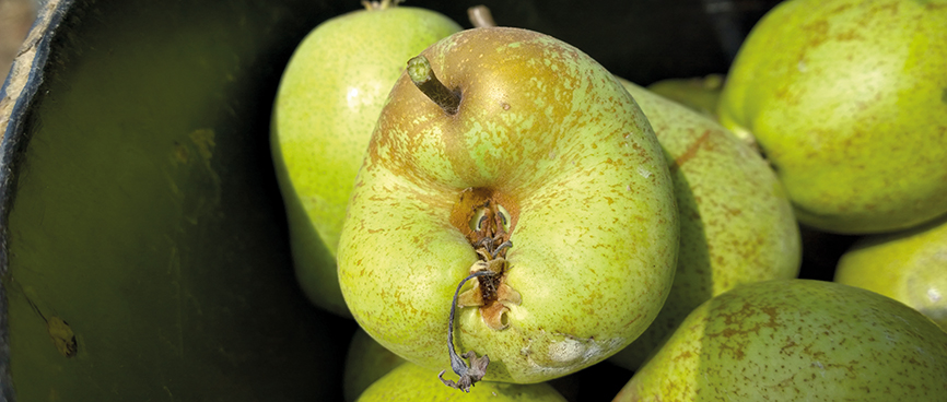 Fernandinho, Birnenernte im Gewann Freiria