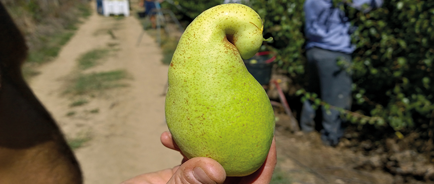 Fernandinho, Birnenernte im Gewann Freiria