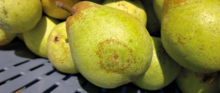 Fernandinho, Birnenernte im Gewann Freiria