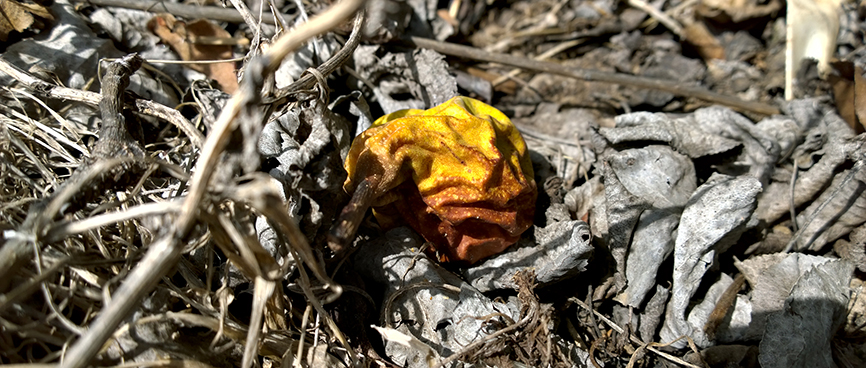 Fernandinho, Birnenernte im Gewann Freiria